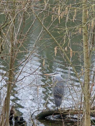 Faune de l'étang des Bordes